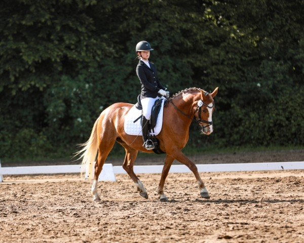Dressurpferd Golden Gladys 3 (Deutsches Reitpony, 2019, von Genscher)