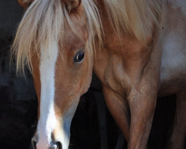 Pferd Duke of Elegance (Deutsches Reitpony, 2020, von Dimension AT NRW)