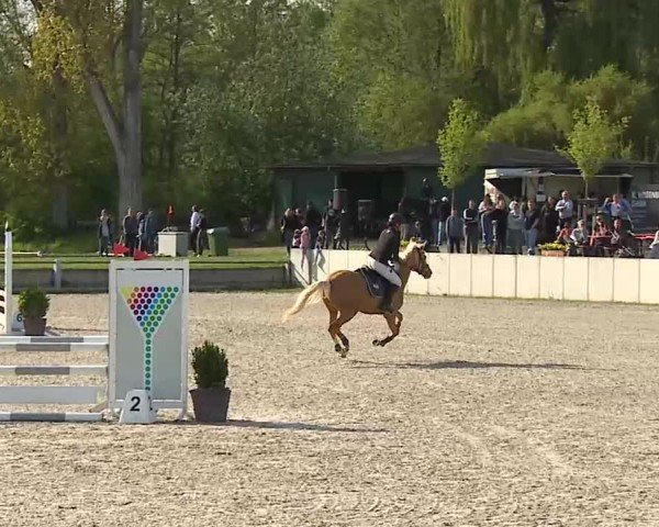 Reitturnier Grafenrheinfeld/Ufr. 2025