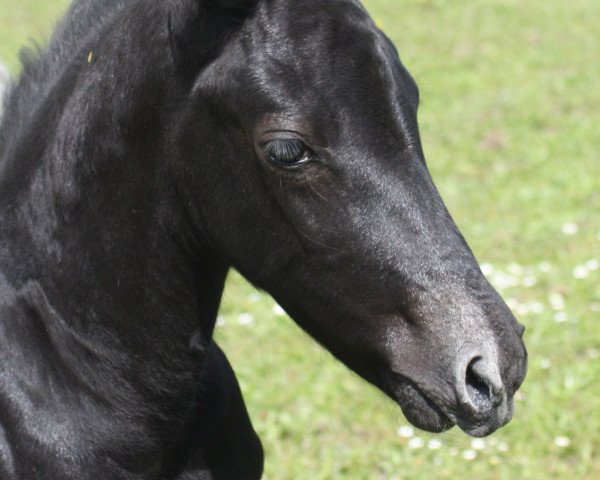 horse Delana S (Westphalian, 2021, from Diaron OLD)