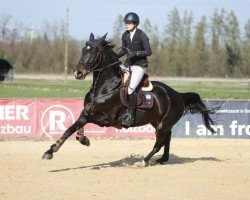jumper Cafe's Levke (Oldenburg show jumper, 2016, from Cafe au lait 2)