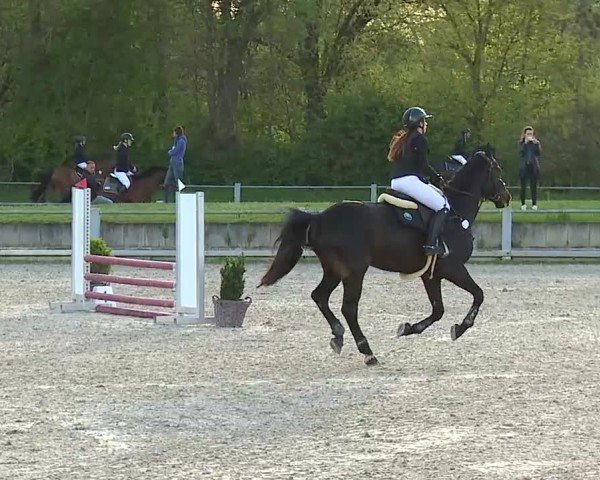 Reitturnier Grafenrheinfeld/Ufr. 2025