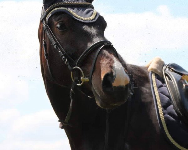 Dressurpferd Emily 190 (Rottaler Pferd, 2014, von Miro)