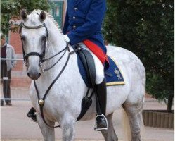 stallion Calino Tarnko (Mecklenburg, 2002, from Calido I)