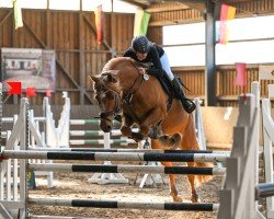 jumper Finn 155 (Pony without race description, 2014)