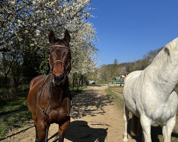 Caballo de salto Zan Diego Bar (Quarter Horse, 2004, de Tl Zan Freckles Bar)