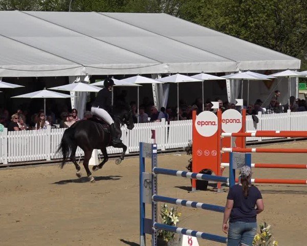 Reitturnier Amriswil 2025