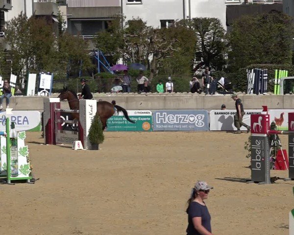 Reitturnier Amriswil 2025