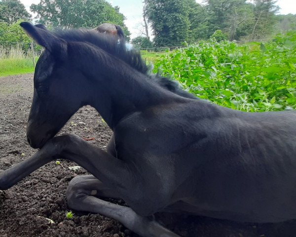 broodmare Diadem Noir (Hanoverian, 2021, from Diro)