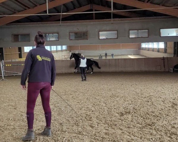 Video of Morgenstern 10