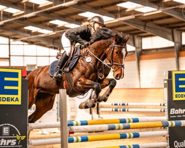 Springpferd Hailey 28 (Deutsches Sportpferd, 2018, von VDL Harley)