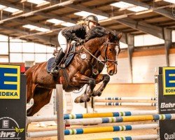 Springpferd Hailey 28 (Deutsches Sportpferd, 2018, von VDL Harley)