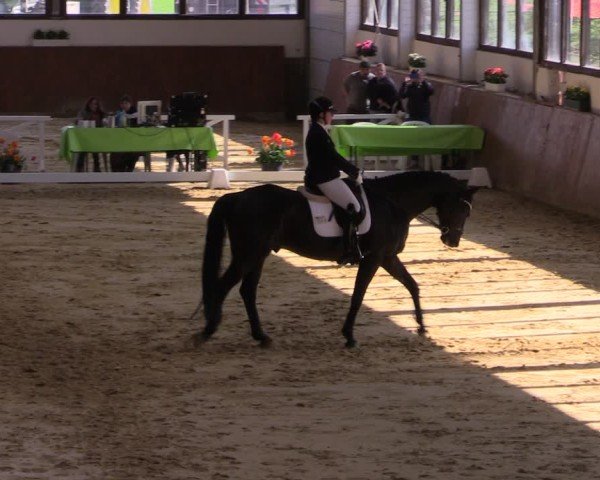 Reitturnier Werne-Lenklar 2025