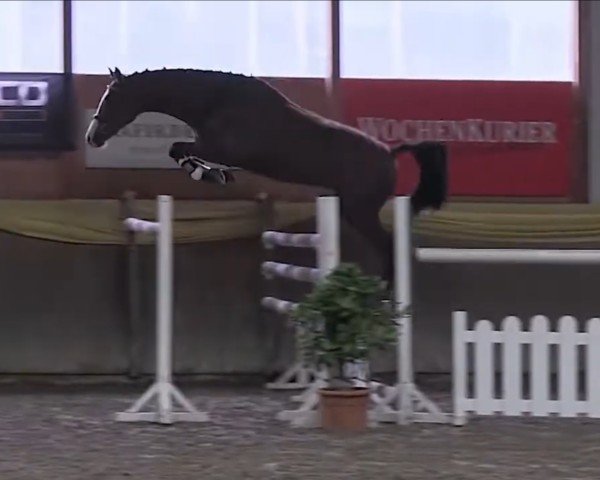 Deckhengst Kasimir 184 (Deutsches Sportpferd, 2011, von Cass-Quidam)