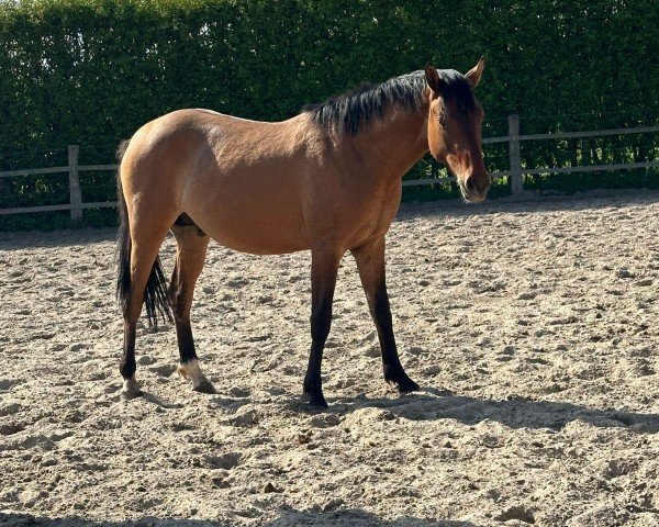 Pferd Feiner Glücksmoment (Deutsches Reitpony, 2023, von Für immer Du)