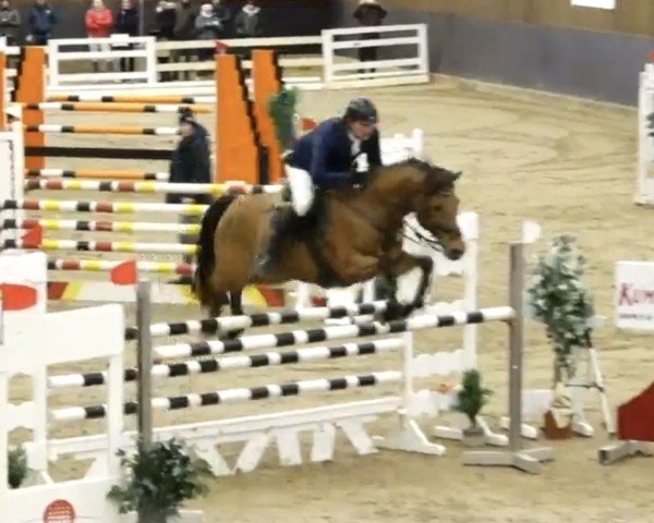 Springpferd Camprinus (Zweibrücker, 2007, von Calando V)