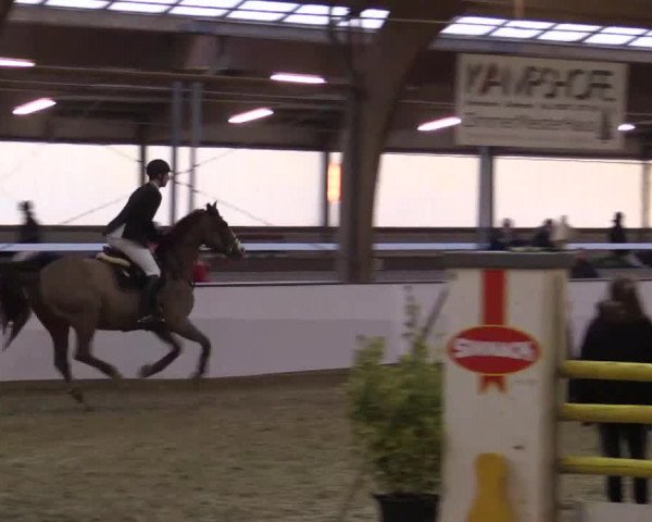 Hallenspringturnier Barlo Bocholt 2014