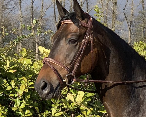 Springpferd Amigo 1862 (Oldenburger, 2015, von Abendtanz)