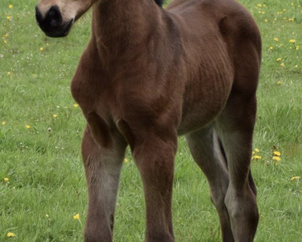 stallion Cool down je (Bavarian, 2021, from Cullinan du Borget B)