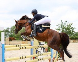 Deckhengst Aarvandt (Deutsches Reitpony, 2010, von Alvalon)