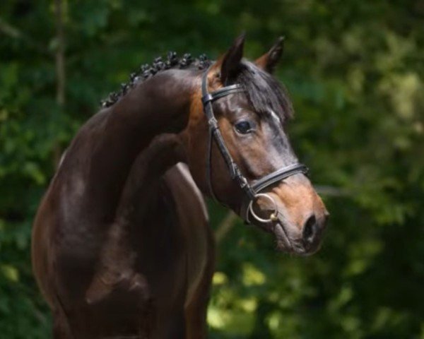 Pferd Samba‘s Avatar (Trakehner, 2014, von Avatar)