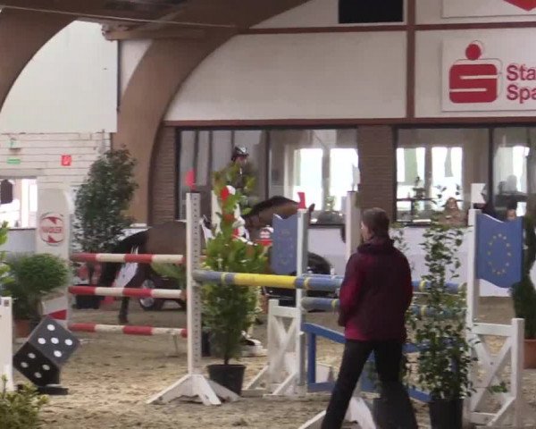 Hallenspringturnier Barlo Bocholt 2014