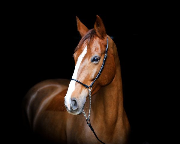 jumper Balous Pleasure (Oldenburg show jumper, 2013, from Billy King)