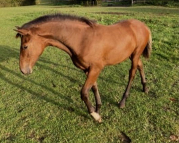 horse Hengst von Dinken / Cormint (Holsteiner, 2024, from Dinken)