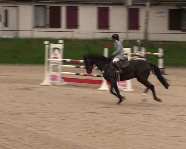 Reitturnier Langenleuba - Oberhain 2025