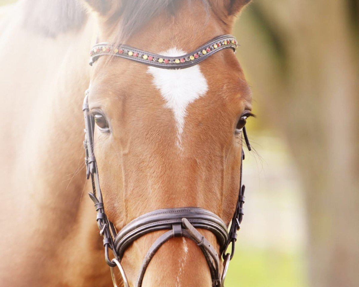 jumper Valico Valbona (Oldenburg show jumper, 2016, from Vigo d'Arsouilles)