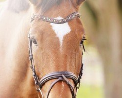 jumper Valico Valbona (Oldenburg show jumper, 2016, from Vigo d'Arsouilles)