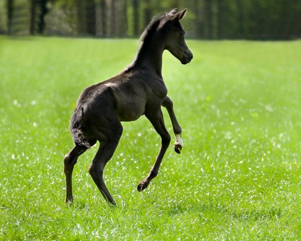 Pferd Feurige Elise M.O. (Westfale, 2021, von First Deal)