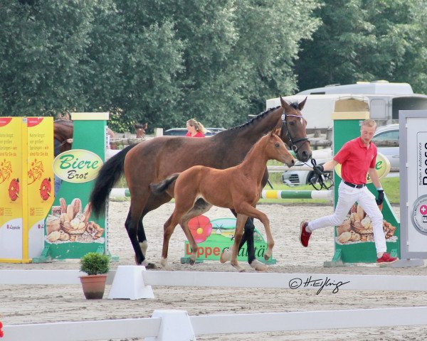 horse Vaiana (Westphalian, 2021, from Von und Zu)