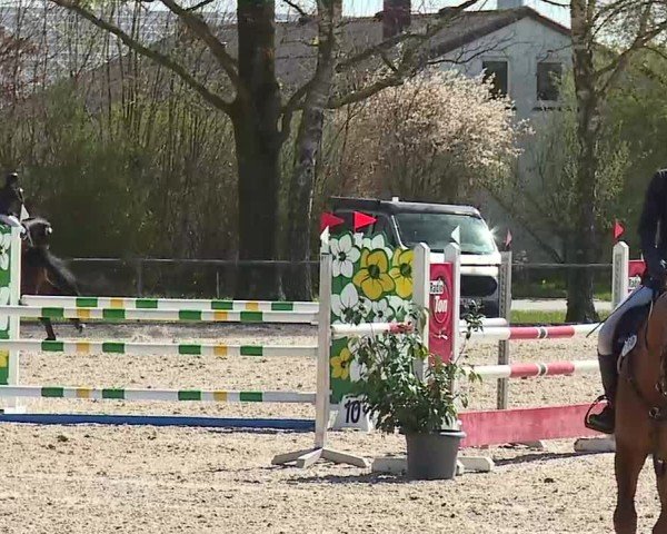 Reitturnier Rot am See- Musdorf 2025