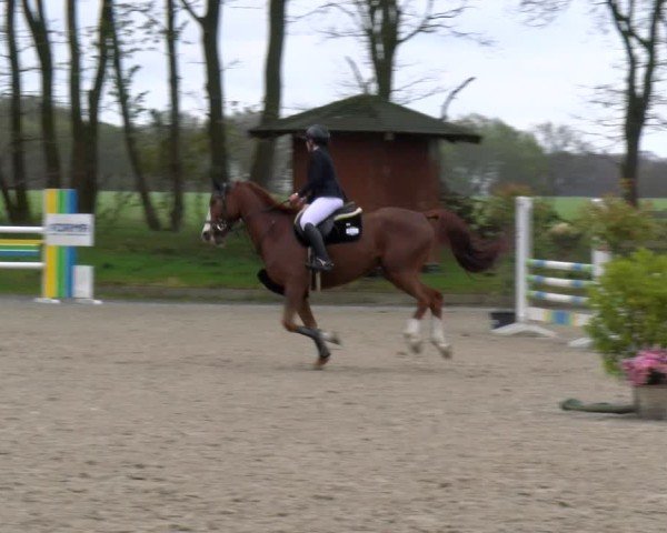 Reitturnier Elmlohe 2025