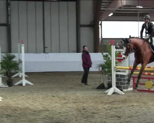 Hallenspringturnier Barlo Bocholt 2014