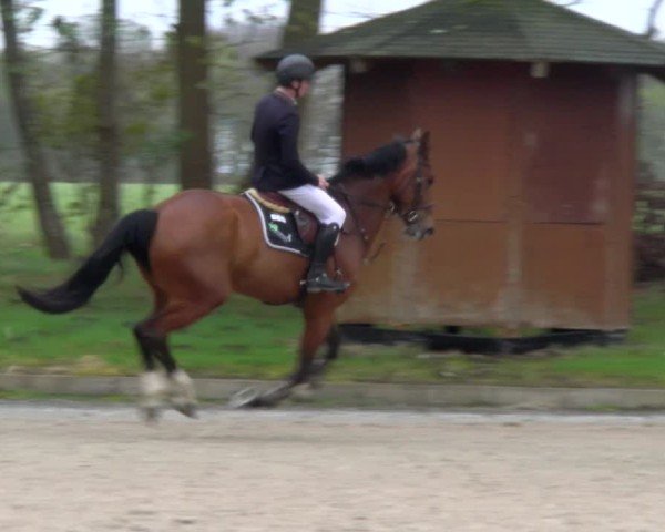 Reitturnier Elmlohe 2025