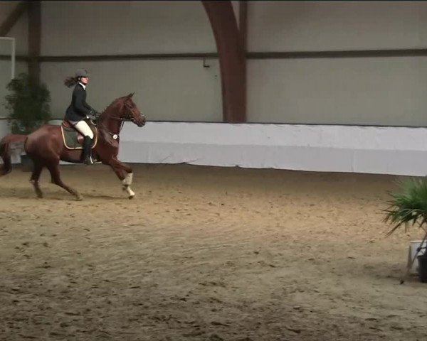Hallenspringturnier Barlo Bocholt 2014