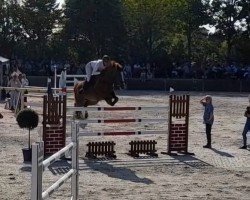 broodmare La Primavera 3 (Oldenburg, 2005, from Le Carolus)