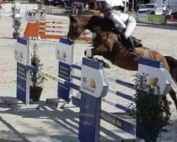 Springpferd Confiderate (Oldenburger Springpferd, 2012, von Confiance 4)