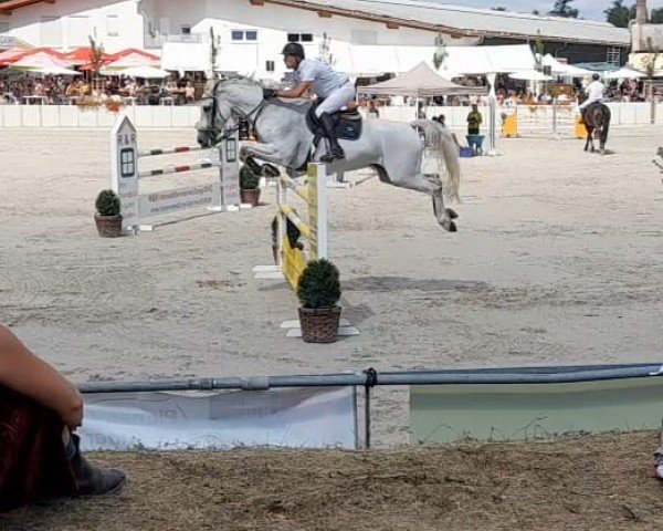 jumper Caracho 13 (Holsteiner, 2008, from Contender)
