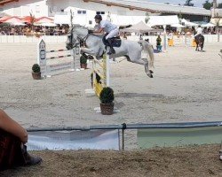 jumper Caracho 13 (Holsteiner, 2008, from Contender)