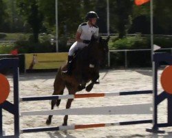 Springpferd Dollar King Junior (Deutsches Reitpferd, 2012, von Pacifique Enfant)