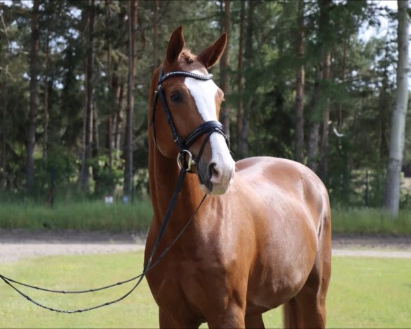 Deckhengst Carulio (Hannoveraner, 2016, von Carridam)