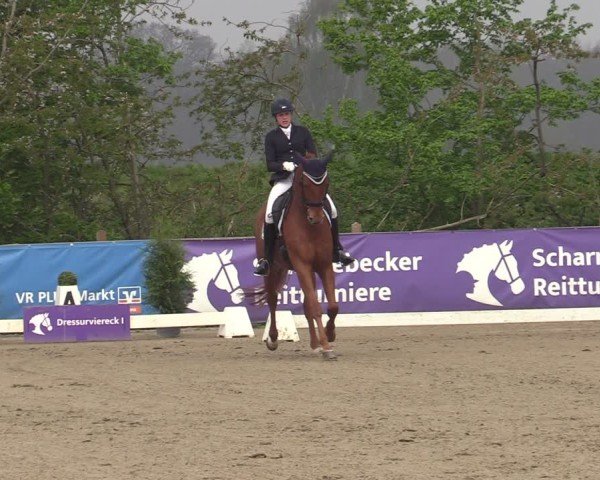 Reitturnier Scharnebeck 2025