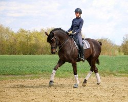 Dressurpferd Balea 4 (Westfale, 2010, von Blickpunkt 4)