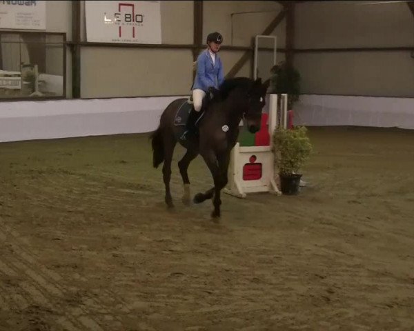 Hallenspringturnier Barlo Bocholt 2014