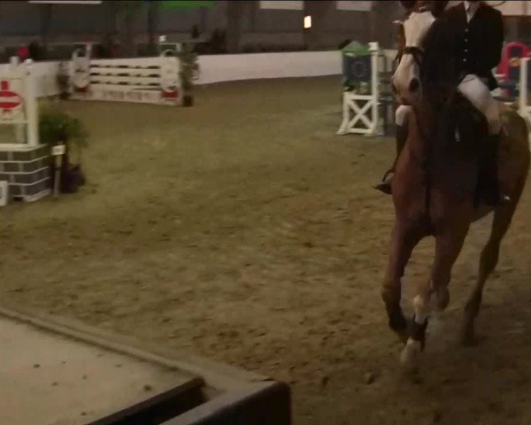 Hallenspringturnier Barlo Bocholt 2014