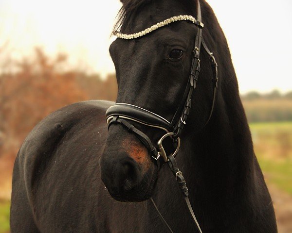 Springpferd Sanchez 41 (Hannoveraner, 2011, von San Bernadino 3)