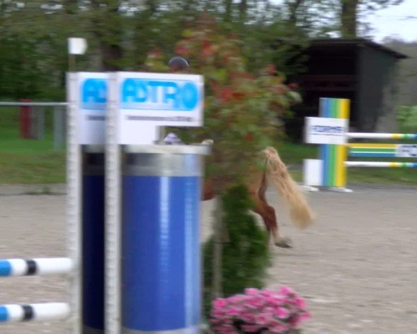 Reitturnier Elmlohe 2025